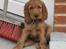 Cocker spaniel Diva  Solgt :'(  - elsker det her billede af babyen, vi er på besøg hos mine forældre, hun skulle jo møde nogle legekammerater ( to Labber )