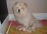 Chow chow Litchi Chow Daisy May - Daisy med hendes 5 dejlige cream-boller