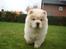 Chow chow Zuma