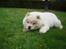 Chow chow Zuma