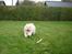 Chow chow Zuma