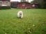 Chow chow Zuma