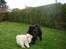 Chow chow Zuma