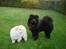 Chow chow Zuma
