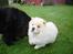 Chow chow Zuma
