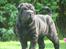 Shar pei Chili - 29. april 2009