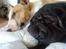 Shar pei Chili - Rocco & Chili sover.... Med en bold i munden.... 10. Juli 2009