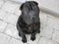Shar pei Chili