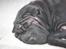 Shar pei Chili