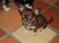 Chihuahua Martina´s Simone *solgt* - Simone ca. 9 uger gammel.