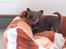 Chihuahua Martina´s Simone *solgt* - Simone ca. 5 uger gammel.