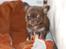 Chihuahua Martina´s Simone *solgt* - Simone ca. 5 uger gammel.