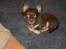 Chihuahua Martina´s Simone *solgt* - Ligger lige her og er lækker :-)