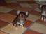 Chihuahua Martina´s Simone *solgt*