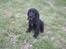 Cocker spaniel Charlie solgt:'(