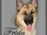 Schæferhund Frida <3 R.I.P. oktober 2012 <3