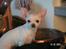 Chihuahua Cher blir kaldt Donna - shakira, donna´s mor