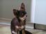 Chihuahua Cher blir kaldt Donna - marley donna´s far