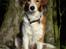 Kooikerhondje Tagas Topsi R.I.P