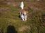 Kooikerhondje Tagas Topsi R.I.P
