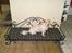Coton de tulear Rosa