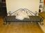 Coton de tulear Frida 