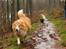 Shetland sheepdog Mille - Mille og Gaffel er ude og køre i sæbekassebil :)
