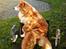 Shetland sheepdog Mille
