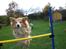 Shetland sheepdog Mille
