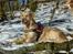 Golden retriever Melba - lækker lækker