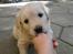 Golden retriever Melba - 4 uger gammel