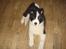 Karelsk bjørnehund Gizmo - En lille Gizmo