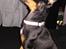 Engelsk toy terrier Tiescha
