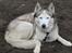 Siberian husky Chuchi (Knud<3) - Nurh.