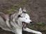 Siberian husky Chuchi (Knud<3) - Okay? er du syg Chuchi?"! :D