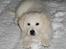 Golden retriever Bounty (RIP)  - Første gang i sneen...!
