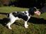 Cavalier king charles spaniel Louis TIL SALG