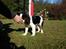 Cavalier king charles spaniel Louis TIL SALG