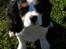 Cavalier king charles spaniel Louis TIL SALG