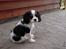 Cavalier king charles spaniel Louis TIL SALG