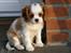 Cavalier king charles spaniel Thyholms Bella Perla  - Perla - Perla 8 uger