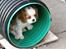 Cavalier king charles spaniel Thyholms Bella Perla  - Perla - Perla 8 uger