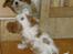 Cavalier king charles spaniel Thyholms Bella Perla  - Perla - Perla 6½ uge
