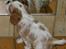 Cavalier king charles spaniel Thyholms Bella Perla  - Perla - Perla 6½ uge