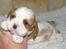 Cavalier king charles spaniel Thyholms Bella Perla  - Perla - Perla 4 uger