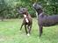 Amerikansk bulldog Topp´s Magic Tilde