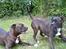 Amerikansk bulldog Topp´s Magic Tilde
