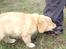 Nova scotia duck tolling retriever  Beautyfull Mischa