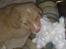 Nova scotia duck tolling retriever  Beautyfull Mischa
