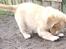 Nova scotia duck tolling retriever  Beautyfull Mischa